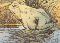ERIKs�Frog and Horse